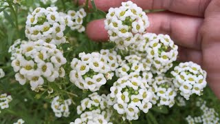 Caring and Propagating Sweet Alyssum Duft Steinrich [upl. by Fritts466]