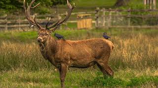 Cerf élaphe  des Animaux [upl. by Monteria344]