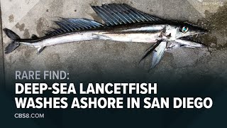 Creepylooking lancetfish washes ashore in La Jolla [upl. by Ai]