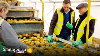 This Farm Helps Make 2 Million Potato Chip Packets A Day 🥔 Inside the Factory  Smithsonian Channel [upl. by Fulmis]