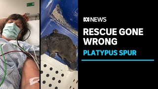 Feisty platypus rescue leaves woman in extreme pain and needing surgery  ABC News [upl. by Inail]