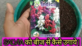 How to Grow SALVIA from Seed  Care amp Tips  Flora Nurture [upl. by Eiramanitsirhc799]