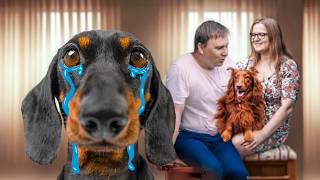 Ill Never Forgive You Cute amp funny dachshund dog video [upl. by Ellened]