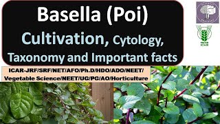 BasellaMalabar Spinach cultivation cytology taxonomy for NEETICARJRF SRFNETAFOUGPGPhD [upl. by Asilej]