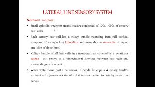 Mugil cephalus Sense organs [upl. by Otirecul471]