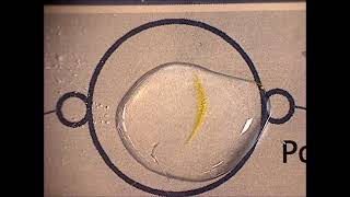 Microscale chemistry a precipitation reaction of potassium iodide reacting with lead nitrate [upl. by Johnsson10]