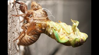 CIGARRAS CHICHARRASCOYUYOS CHIQUILICHIS TOCOCOS CÍCADAS O quotÑAKYRAquot LOS CICÁDIDOS Cicadidae [upl. by Aneerbas]