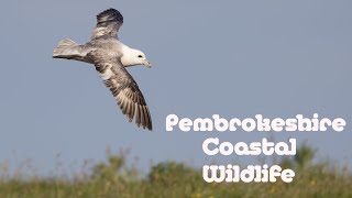 Pembrokeshire Coastal Wildlife [upl. by Halette]