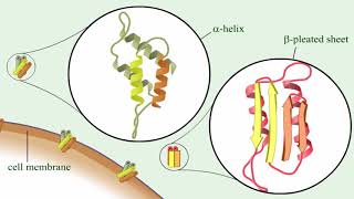 Prion protein characteristics [upl. by Ayifa]