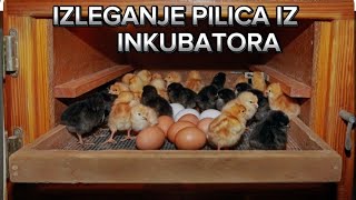 Izleganje pilica iz inkubatora pilici koke kokoske chiken [upl. by Cherey]