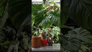 Propagating a Giant Philodendron McDowell in Soil and Water  With Updates [upl. by Eikcim325]