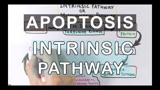 Mechanism of Apoptosis  Intrinsic Pathway [upl. by Ardel869]