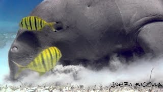 Best of The Red sea HD DolphinsHammerheadsDugongTresher sharkLongimanus [upl. by Leuname]