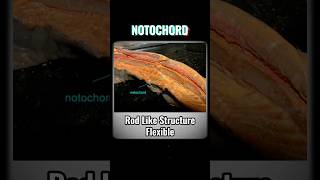 NOTOCHORD notochord  WHAT IS NOTOCHORD shortsviraltrendinganimalkingdomchordatesvertebrates [upl. by Eninahpets617]