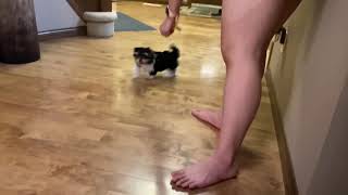 Potty Training a Biewer Terrier Lea tự biết đi vệ sinh [upl. by Schnapp]