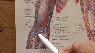 Median Cubital Vein [upl. by Salomie]