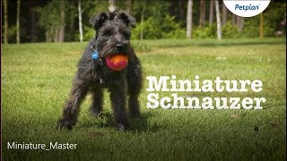 Miniature Schnauzer Dog Temperament Lifespan amp More  Petplan [upl. by Jill]