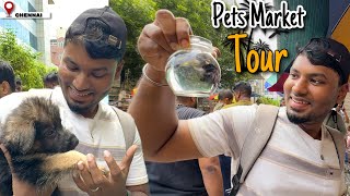 Chennai Pets Market Tour  Complete Guide  Sunday Kozhi Market Guide [upl. by Ened119]