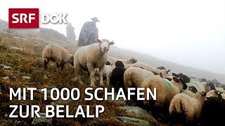 Die Schaftreiber vom Wallis  Kopf und Kragen für 1000 Schafe  Doku  SRF Dok [upl. by Dennis]