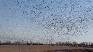 MASSIVE SNOW GEESE LIFT OFF [upl. by Yedok]