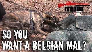 So You Want a Belgian Malinois With Miami Canine Training [upl. by Eirret501]