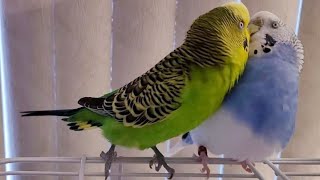 Baby dont worry ❤️🦜😊budgies cute parakeet petbird birdlife love nature animallover [upl. by Ordnael]