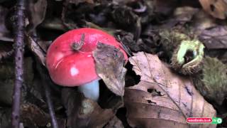 Wild Mushroom Foraging in the Woodlands  Russula Series [upl. by Celtic]