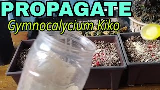 HOW TO PROPAGATE GYMNOCALYCIUM KIKO MONSTROSEVIDEOVL0G37 [upl. by Buiron349]