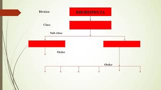 Rhodophyta TYBSc Botany Video [upl. by Reggis221]