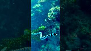 BlueLipped Sea Krait [upl. by Recor830]