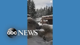 Polar bears frolic in snow at Oregon Zoo [upl. by Odlo]