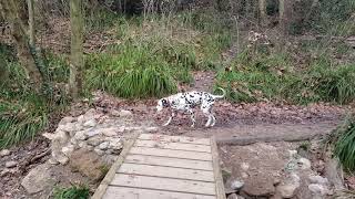 SENDERISMO con PERROS  Torrent de Colobrers en Sabadell [upl. by Colan]