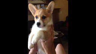 Corgi puppy learns how to howl [upl. by Ateuqal]