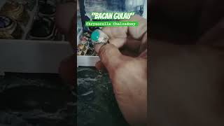 Batu akik bacan gulau shortvideo gemstone chrysocolla chalcedony sanggarpuspajati [upl. by Eniron]