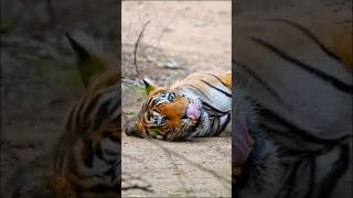 Sariska Tiger Reserve Alwar sariskatigerreserve alwar alwarnews tiger rahulchoudhary [upl. by Anaoj]