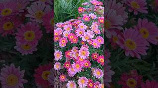 Argyranthemum frutescens Paris daisy marguerite or marguerite daisy in our home garden viral [upl. by Haleemaj]