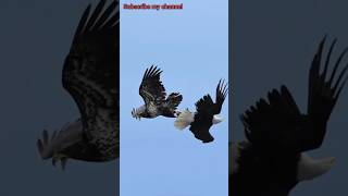 EAGLE vs FALCON Falcon attacks Bald Eagle falcon baldeagles birdsofyoutube wildlife birdlovers [upl. by Yneffit556]