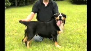 I Quattro Bovari Svizzeri Entlebucher [upl. by Lehacim]