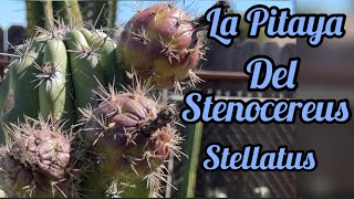 La Pitaya Del Stenocereus Stellatus español [upl. by Nosreve480]