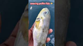 amazing ఈరోజు puffer fish 🐡 చాలా రకాలు చేపలు fishing vizagfishingharbour shorts subscribe 🙏❤️ [upl. by Narmi]