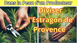 Comment diviser lEstragon de Provence facilement [upl. by Volny]