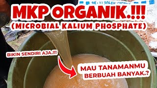 MAU TANAMANMU BERBUAH BANYAK TUTORIAL MEMBUAT PUPUK ORGANIK CAIR MKP ORGANIK FASE GENERATIF [upl. by Olodort]