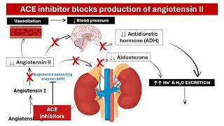 ACE Inhibitors in Hypertension Management Mechanism of Action and Side Effects │ Pharmacology [upl. by Layod910]