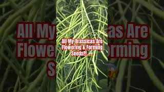 My Brassicas Flowers amp Seeds 😱shorts shortvideo garden gardening farming plants vegetables [upl. by Nylzor]