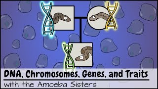 DNA Chromosomes Genes and Traits An Intro to Heredity [upl. by Dnanidref]