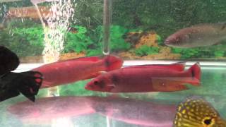 Red Pike Cichlids For Sale  XLSized [upl. by Idieh802]