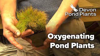 Oxygenating Pond Plants Oxygenators [upl. by Essirahs]