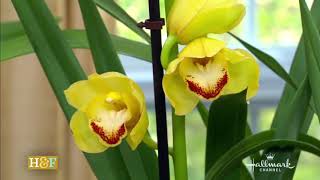 CYMBIDIUM ORCHID Care  Repeat Flowering Step by Step Shirley Bovshow [upl. by Marozik]