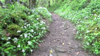 The Hall Walk from Pont to Bodinnick by Fowey in Cornwall 1 [upl. by Ronnie]