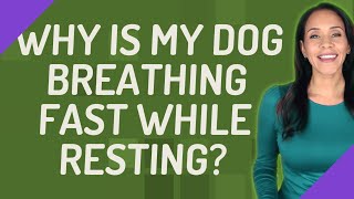 Why is my dog breathing fast while resting [upl. by Luehrmann]